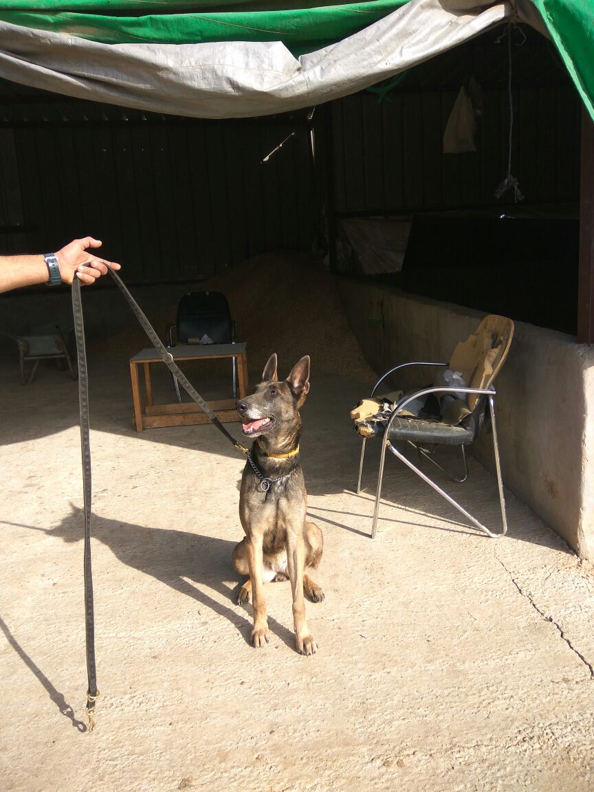 הכלבה המשטרתית צ'יקה (צילום: דוברות המשטרה)